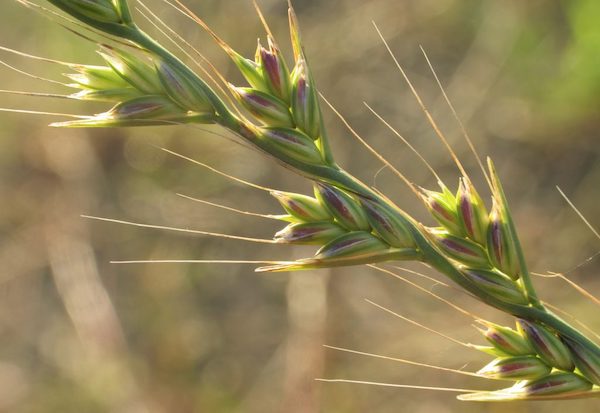 loglio significato separare il grano dal loglio